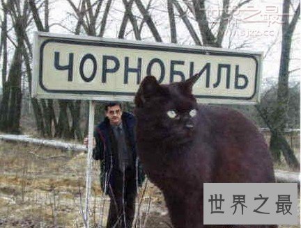 【图】世界上最大的猫，乌克兰巨猫Angie(重726斤)