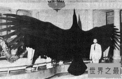 【图】世界上最大的鹰，菲律宾食猿雕(翼展8米/重70公斤