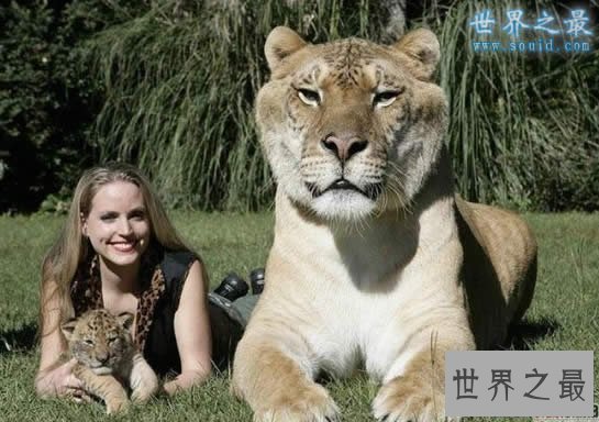 【图】世界上最大的猫，乌克兰巨猫Angie(重726斤)