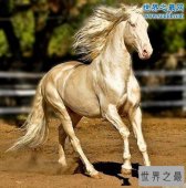 【图】世界上最美的马，全身金闪闪身价高达几千万