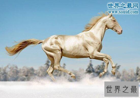 【图】世界上最美的马，全身金闪闪身价高达几千万