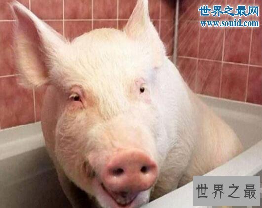 【图】世界上最幸福的猪，当宝贝供着住客厅吃美食