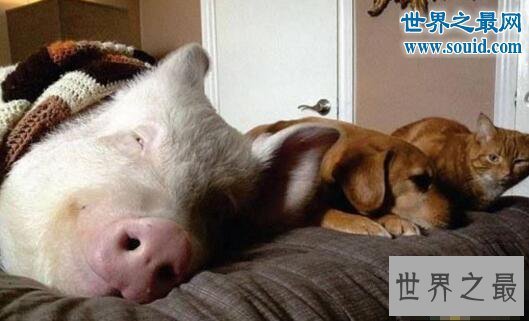 【图】世界上最幸福的猪，当宝贝供着住客厅吃美食