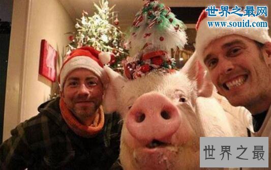 【图】世界上最幸福的猪，当宝贝供着住客厅吃美食