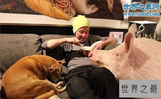 【图】世界上最幸福的猪，当宝贝供着住客厅吃美食