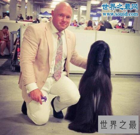 【图】世界上最漂亮的狗，一身光泽的毛发(高贵如女王