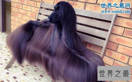 【图】世界上最漂亮的狗，一身光泽的毛发(高贵如女王