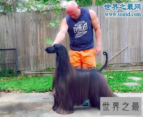 【图】世界上最漂亮的狗，一身光泽的毛发(高贵如女王