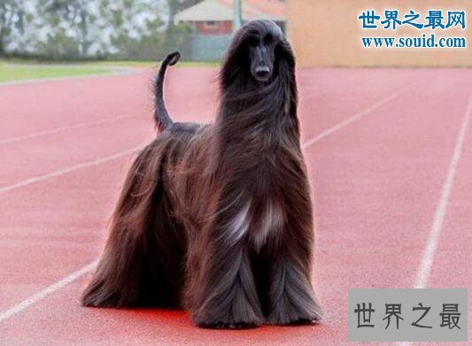 【图】世界上最漂亮的狗，一身光泽的毛发(高贵如女王