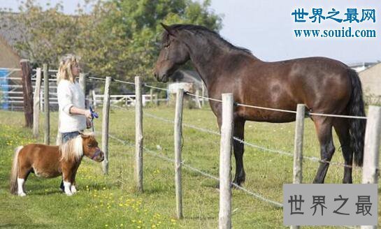 【图】世界上最小的马，掌上的法拉贝拉(只有50厘米高