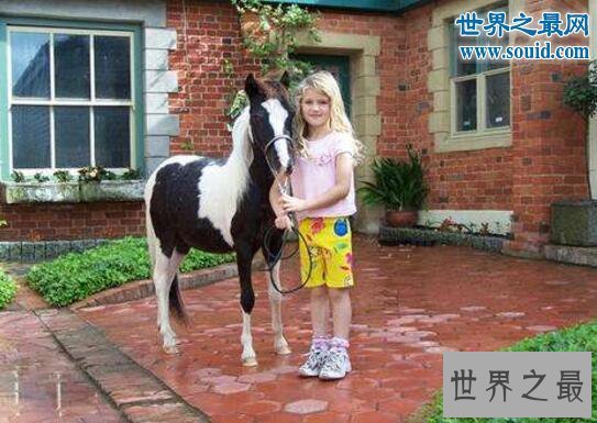 【图】世界上最小的马，掌上的法拉贝拉(只有50厘米高