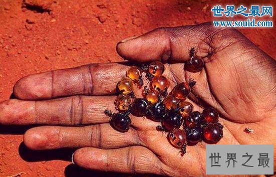 【图】世界上最好吃的蚂蚁，被捉来当零食生吃