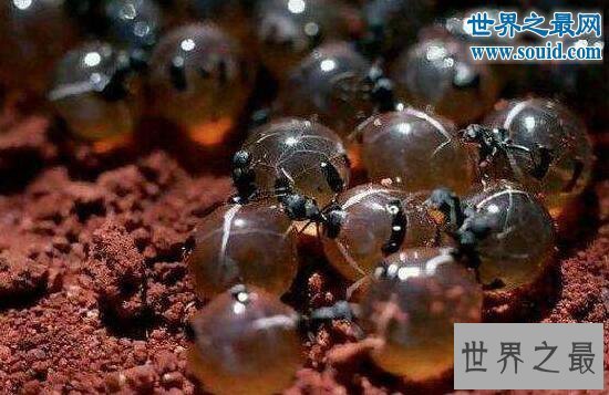 【图】世界上最好吃的蚂蚁，被捉来当零食生吃