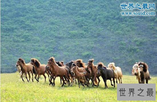 【图】世界上最矮的马，中国德保矮马(仅80厘米)