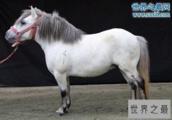 【图】世界上最矮的马，中国德保矮马(仅80厘米)