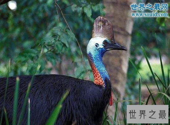 【图】世界上最危险的鸟，鹤鸵能瞬间勾出人的内脏