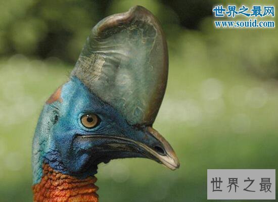 【图】世界上最危险的鸟，鹤鸵能瞬间勾出人的内脏