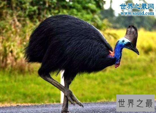 【图】世界上最危险的鸟，鹤鸵能瞬间勾出人的内脏