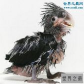 【图】世界上最丑的鹦鹉，灰不溜秋丑的不忍直视