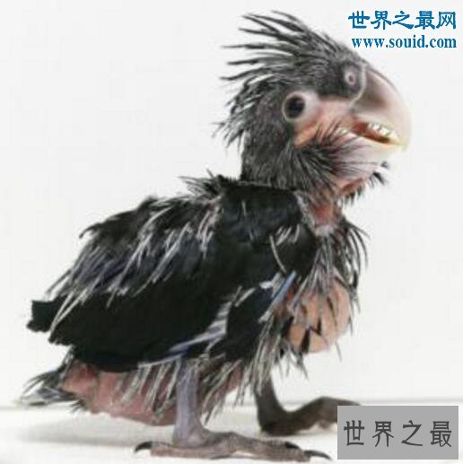 【图】世界上最丑的鹦鹉，灰不溜秋丑的不忍直视
