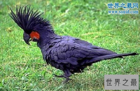 【图】世界上最丑的鹦鹉，灰不溜秋丑的不忍直视