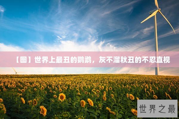 【图】世界上最丑的鹦鹉，灰不溜秋丑的不忍直视