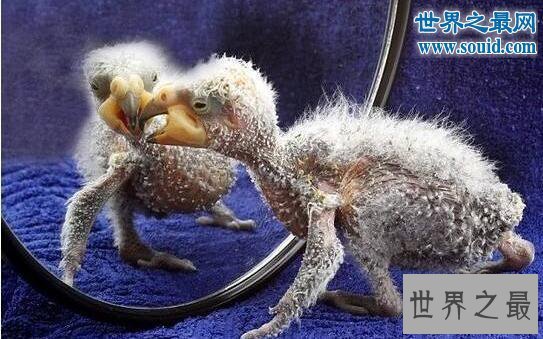 【图】世界上最丑的鹦鹉，灰不溜秋丑的不忍直视