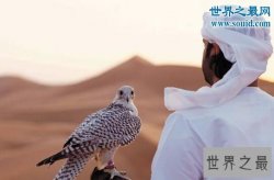 【图】世界上最昂贵的宠物，迪拜的土豪都是养鹰隼的