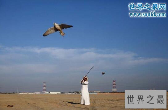 【图】世界上最昂贵的宠物,迪拜的土豪都是养鹰隼的