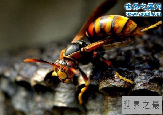 【图】世界上最大的马蜂，攻击力强大能够杀人