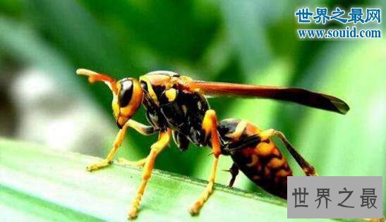 【图】世界上最大的马蜂，攻击力强大能够杀人