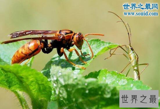 【图】世界上最大的马蜂，攻击力强大能够杀人