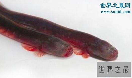 【图】世界上最恶心的鱼，狼牙虾虎鱼(营养丰富可以食