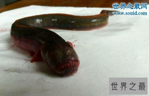 【图】世界上最恶心的鱼，狼牙虾虎鱼(营养丰富可以食