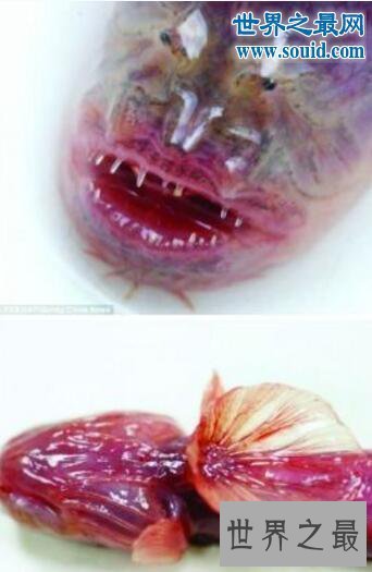 【图】世界上最恶心的鱼，狼牙虾虎鱼(营养丰富可以食