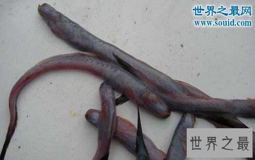 【图】世界上最恶心的鱼，狼牙虾虎鱼(营养丰富可以食