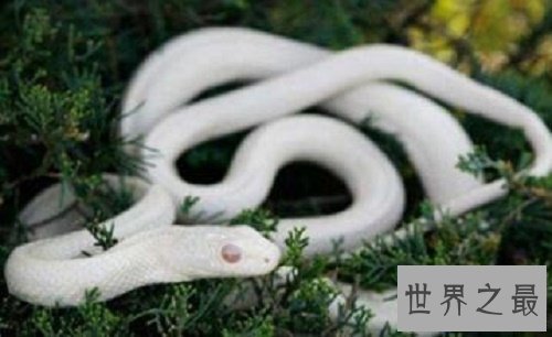 【图】虬褫，一条活在我们古代神话故事里的白蛇