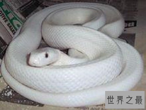 【图】虬褫，一条活在我们古代神话故事里的白蛇