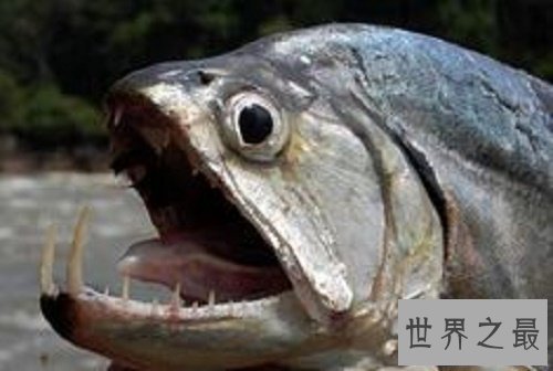 【图】鬼鱼，传说中的吸血鬼鱼，其实并不像描述中这