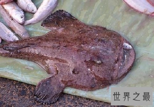 【图】鬼鱼，传说中的吸血鬼鱼，其实并不像描述中这