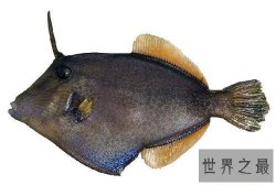 【图】鬼鱼，传说中的吸血鬼鱼，其实并不像描述中这