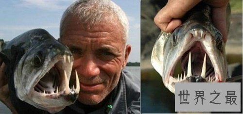 【图】鬼鱼，传说中的吸血鬼鱼，其实并不像描述中这