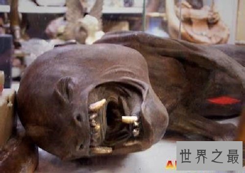 【图】鬼鱼，传说中的吸血鬼鱼，其实并不像描述中这