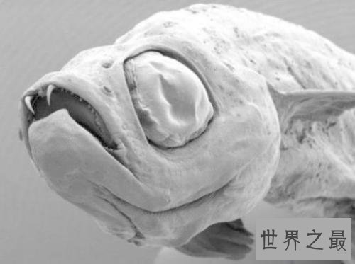 【图】鬼鱼，传说中的吸血鬼鱼，其实并不像描述中这