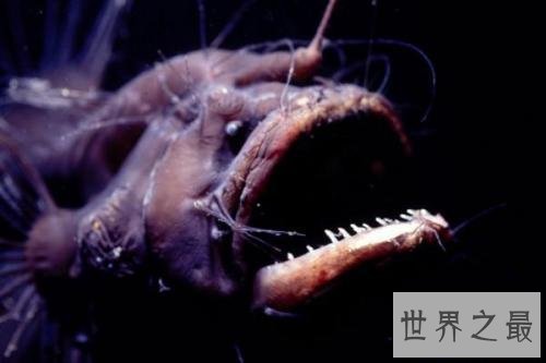 【图】鬼鱼，传说中的吸血鬼鱼，其实并不像描述中这