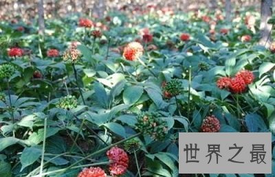 【图】野三七的功效，中药材的作用比你想象中的大