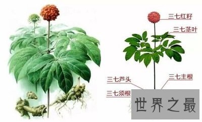 【图】野三七的功效，中药材的作用比你想象中的大