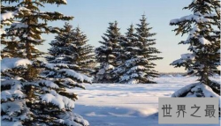 【图】世界上最坚贞的树 雪压霜欺不折腰