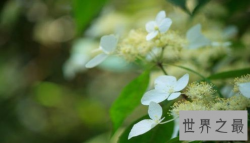 【图】世界上最凄美的花 开到荼蘼花事了