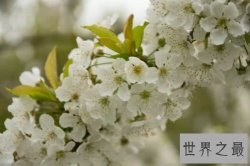 【图】世界上十种最美的花 感受令人窒息的美